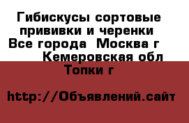 Гибискусы сортовые, прививки и черенки - Все города, Москва г.  »    . Кемеровская обл.,Топки г.